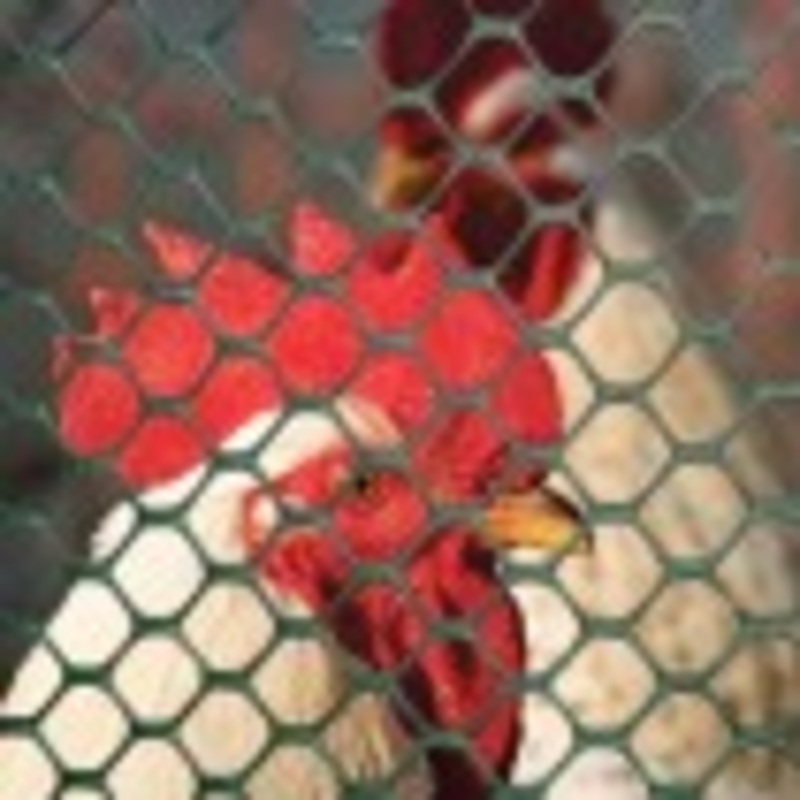 Tenax Poultry Fence 3′ x 25′ Black 72120546