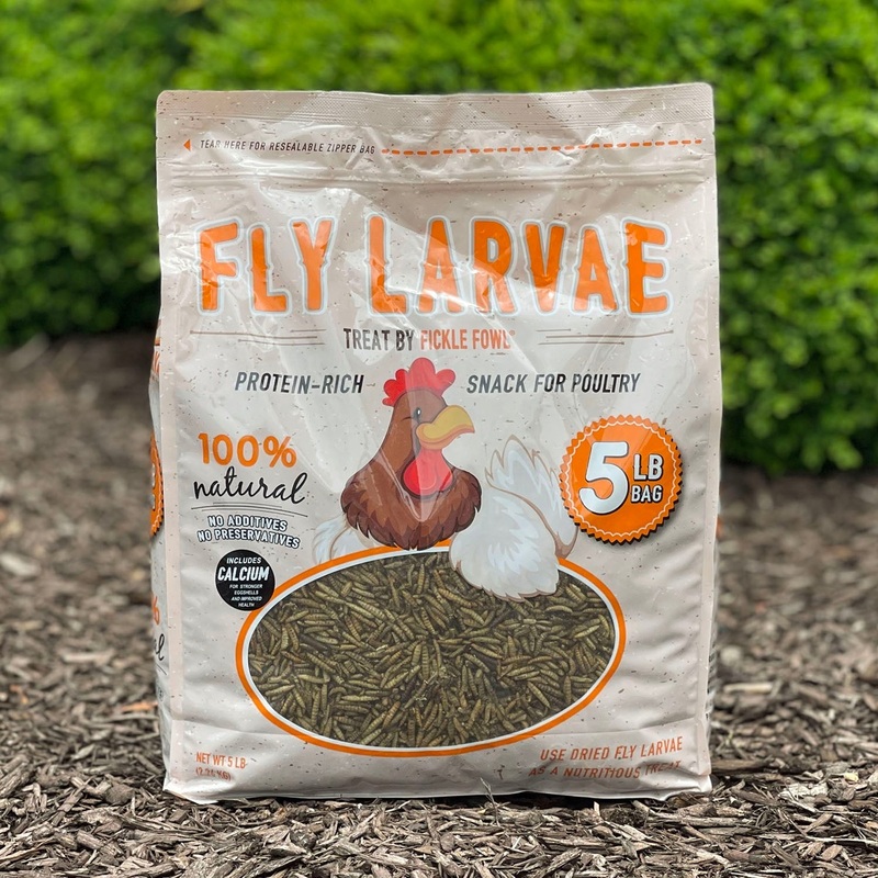 Buffalo Black Soldier Fly Larvae