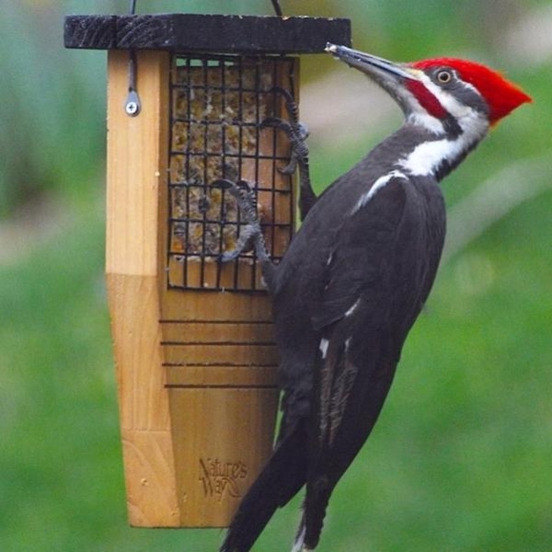 Nature’s Way Tail-prop Suet Feeder