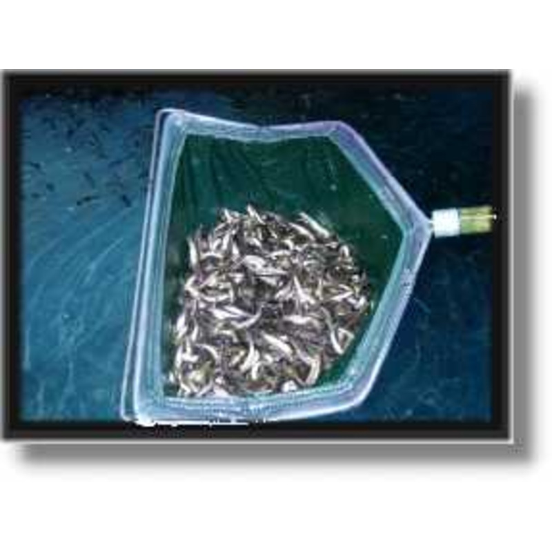 Todds Bait 1 Scoop Fat Head Minnows